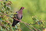 Scaly-naped Pigeonborder=
